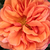 Oranžna - Mini - pritlikave vrtnice - Jaipur™